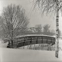The Railway bridge #3: Two bridges and two trees