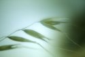 grass