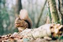 Irish Red Squirrels