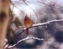Lady Cardinal