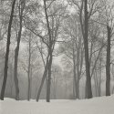Fog forest