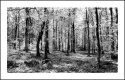 WOODLAND
