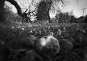 Fallen Apples