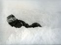 Snow Day