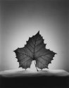 Sycamore Leaf