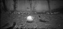 Lost Golf Ball