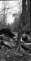 GoForth Creek