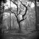 Backyard scene 83
