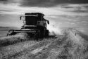 Canola Harvest
