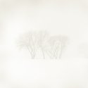 Trees and Fog
