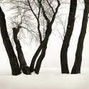 Trees Snow Fog