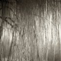Frosty Willows 2