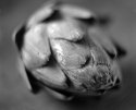 Mmm - Artichoke-y...