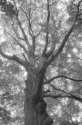 Karen Blixen´s Tree