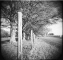 Fence with Trees