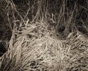 Winter Grass