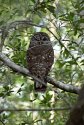 barred owl