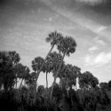 palms at Hickory Mounds