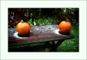 Two Pumpkins and Snow