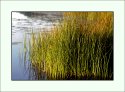 Lake Grass