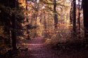 Trail