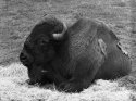 Sleepy bison