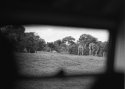Zebra surveillance