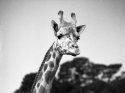 Friendly Giraffe