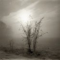 Foggy Morning 2