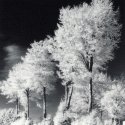 IR-Beeches, Ilford Art 300 #2 cold tone