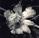 Ilford Art 300 #4 orgiastic toning