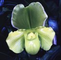 At the Orchid Show