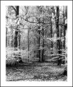 INTO THE WOOD