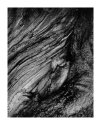 Face in Wood