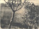 Tree in the Acqueduct Park