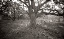 oaks