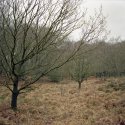 Epping Forest - An Exploration