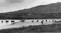 Various from around Ireland