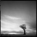 That tree again