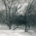 Snowy forest
