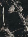 Under the Microscope 10x - image#46