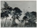 Crow pines