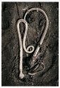 Kelp