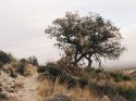 Guadalupe Mountains