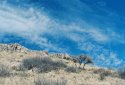 Guadalupe Mountains
