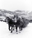 Percherons pulling hay sleigh