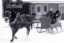 Horses and dog