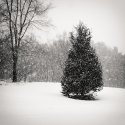 Lone Pine