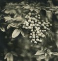 st simon's berries