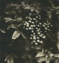 berries on fomatone